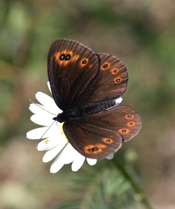 Erebia medusa