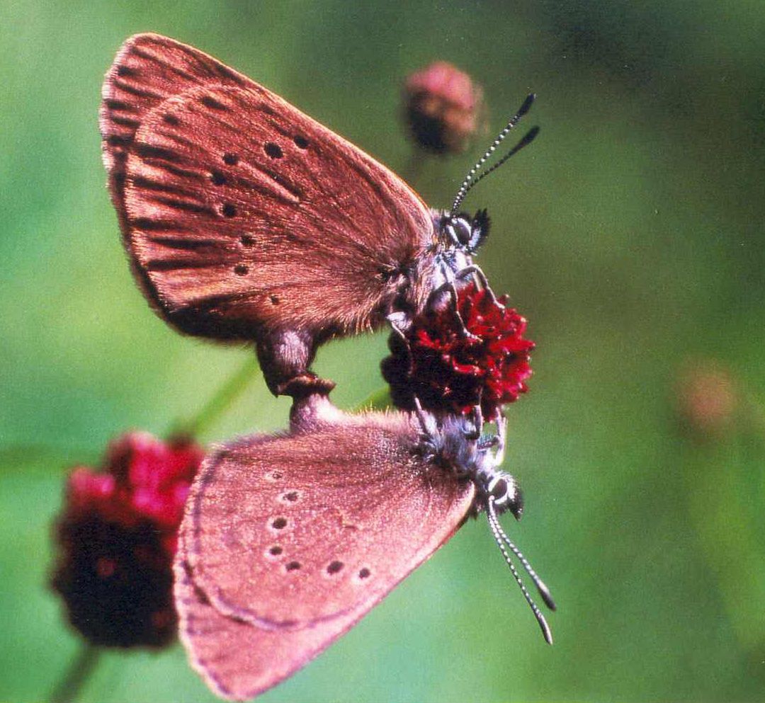 Schwarzblauer Wiesenknopf-Ameisenbläuling Schwarzblauer Wiesenknopf-Ameisenbläuling