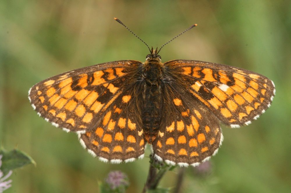 Melitaea athalia