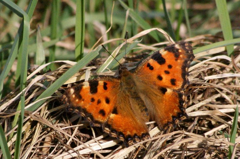 Nymphalis polychloros