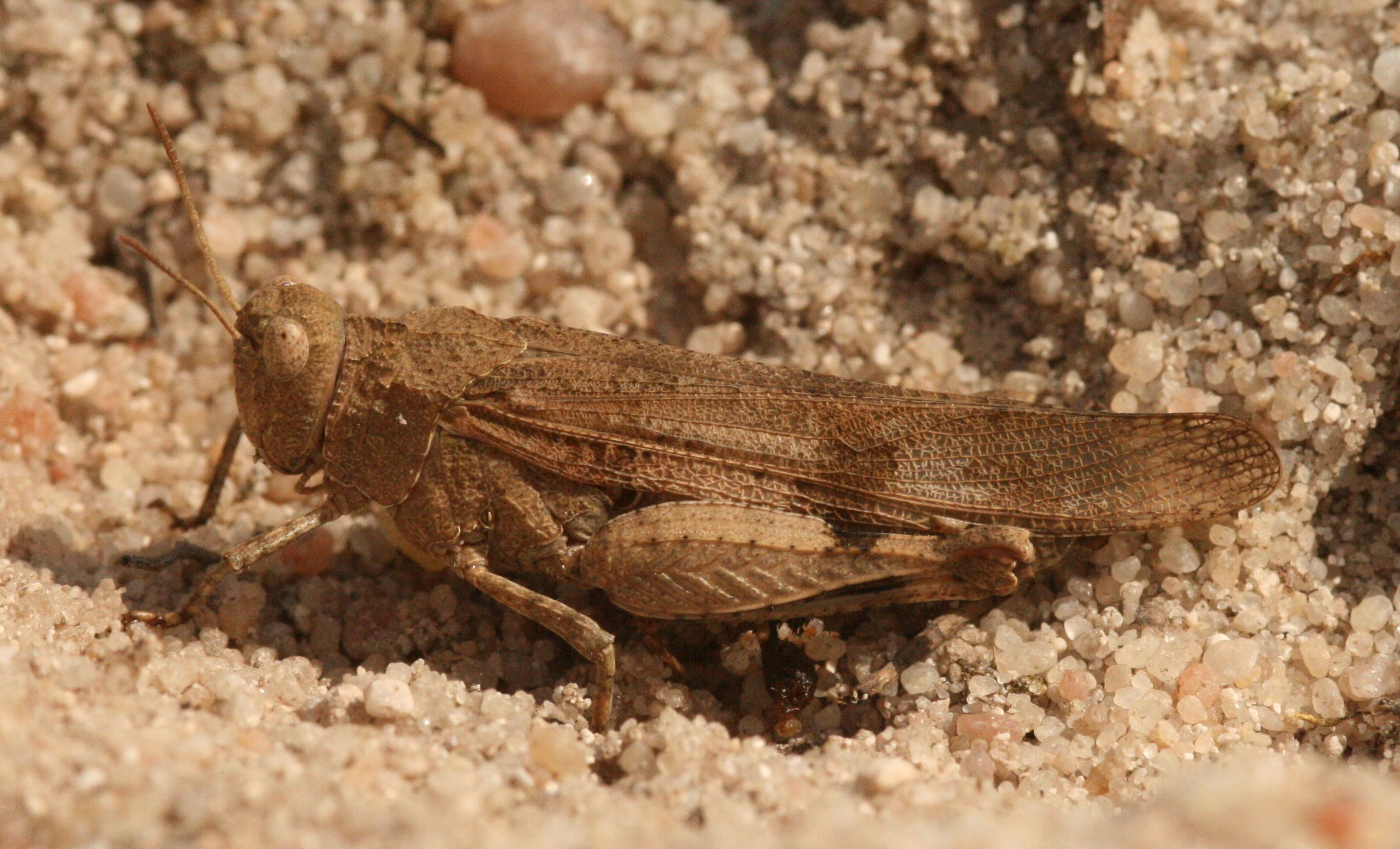 Blauflügelige Ödlandschrecke