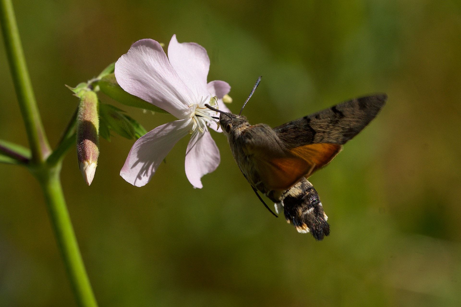 Taubenschwänzchen (Macroglossum stellatarum)