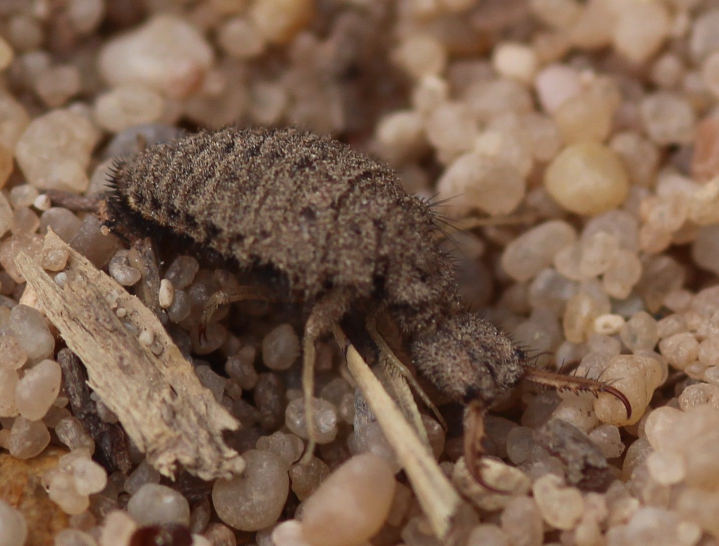 Ameisenlöwe (Myrmeleon formicarius)