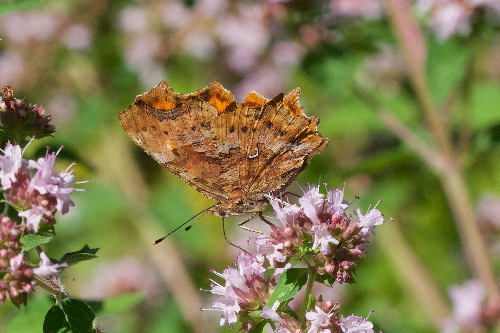 C-Falter (Polygonia c-album)