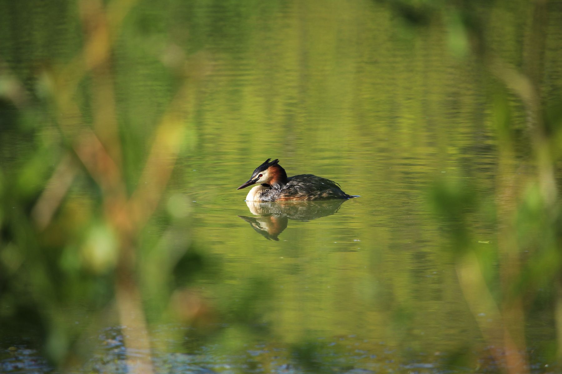 Haubentaucher (Foto: Sabine Ratzel) Haubentaucher