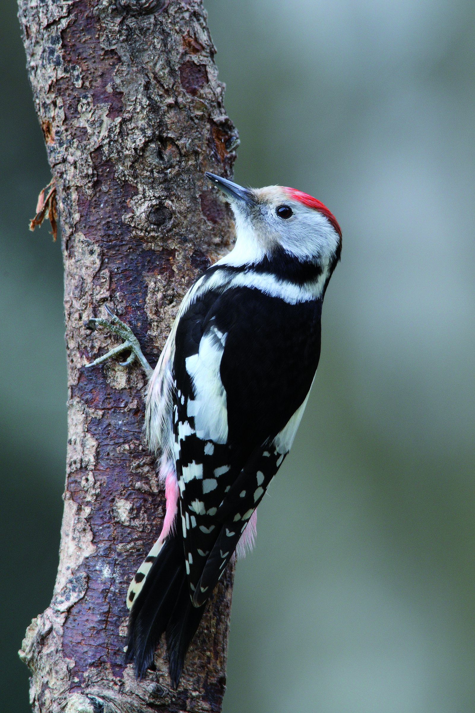 Mittelspecht (Foto: F. Derer) Mittelspecht