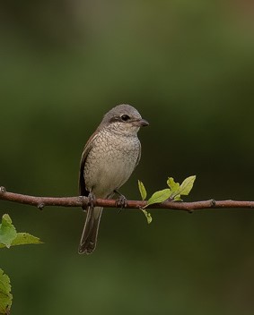 Weibchen des Neuntöters