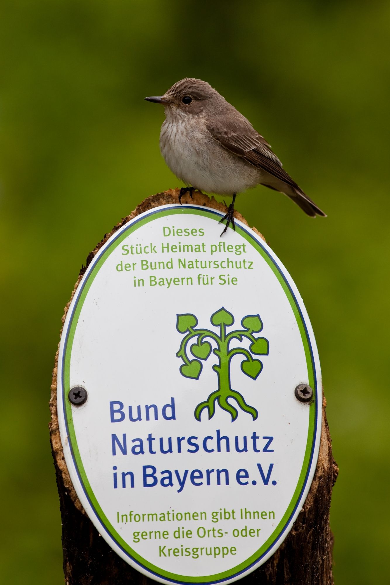 BN-Logo mit Vogel (Foto: Johannes Selmansberger) BN-Logo mit Vogel