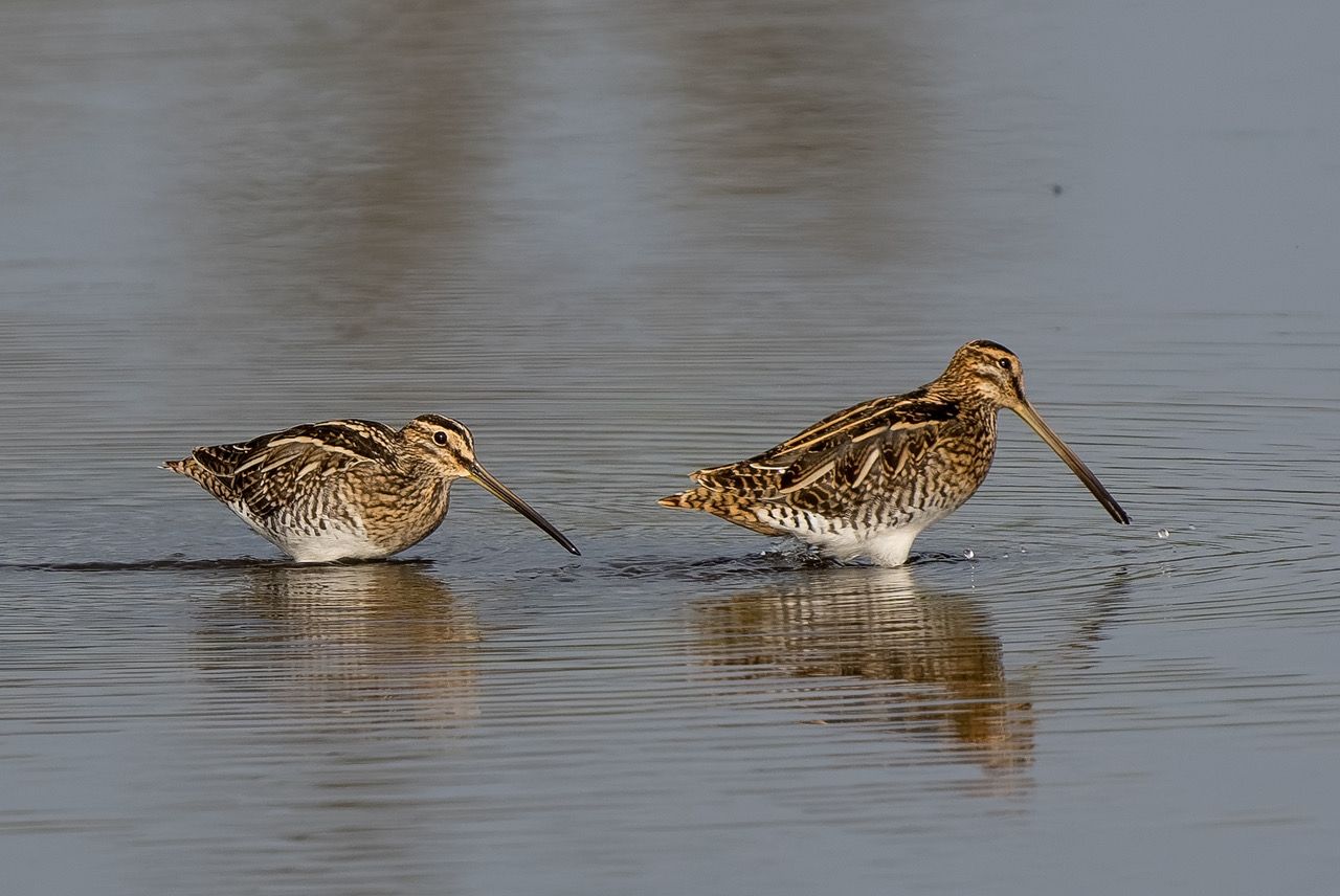Bekassinen im Sacker Schnepfensumpf