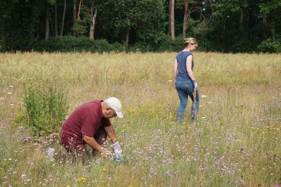 Entfernen der Greiskräuter