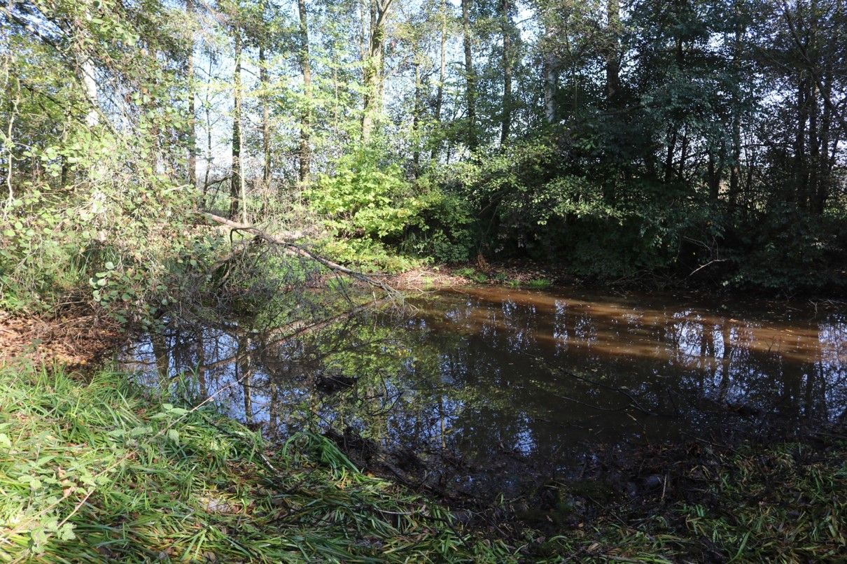 ein Amphibientümpel in Reutles