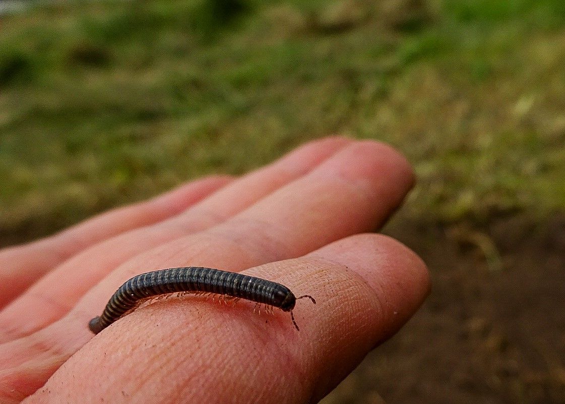 Doppelfüßler Doppelfüßler