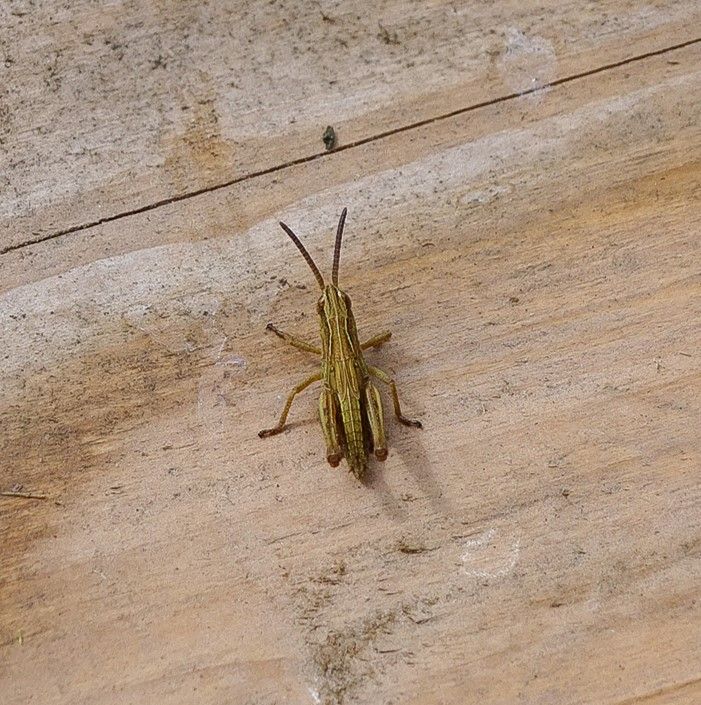 Grashüpfer Grashüpfer