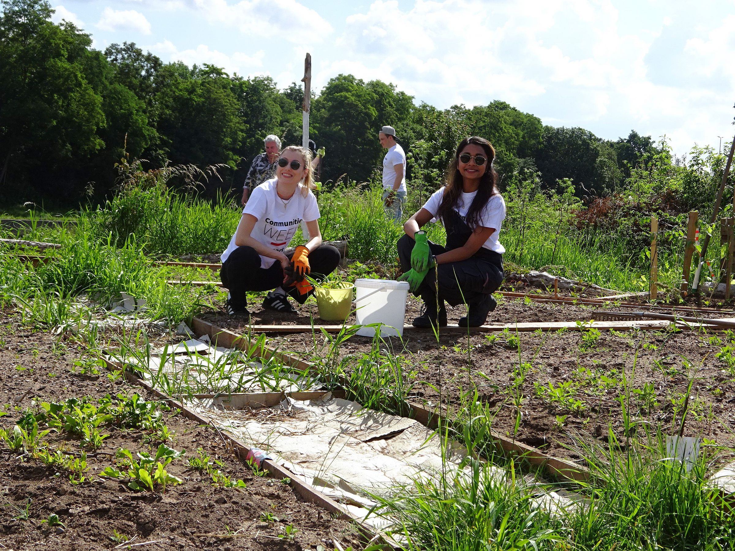 Unkraut ernten und Bienenwiese pflanzen