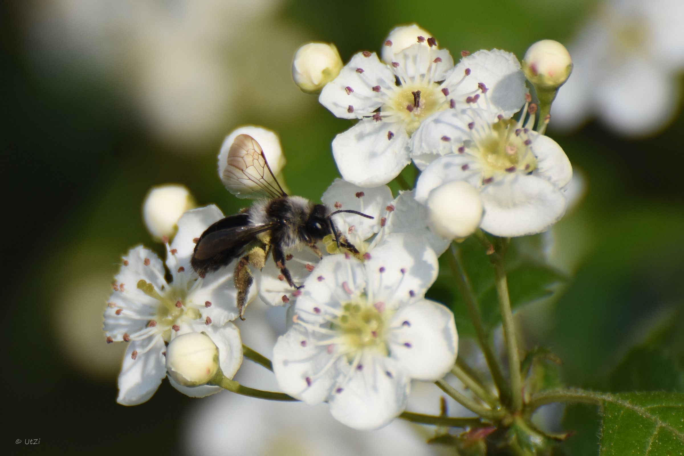 Sandbiene auf Blüte