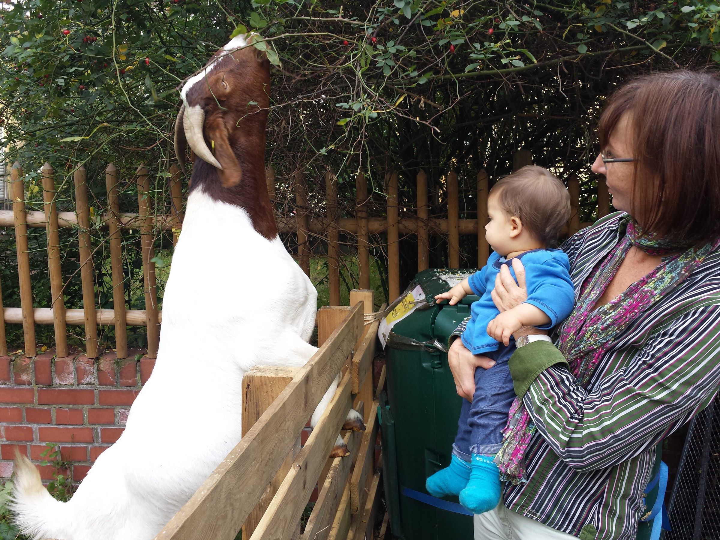 Die tierischen Gäste waren wieder eine Attraktion!