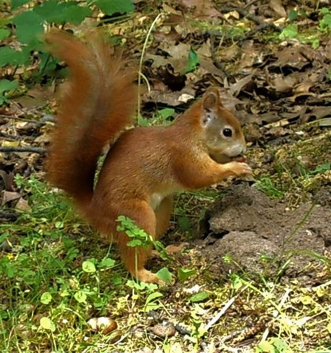 Eichhörnchen – Jungtier mit Nuss