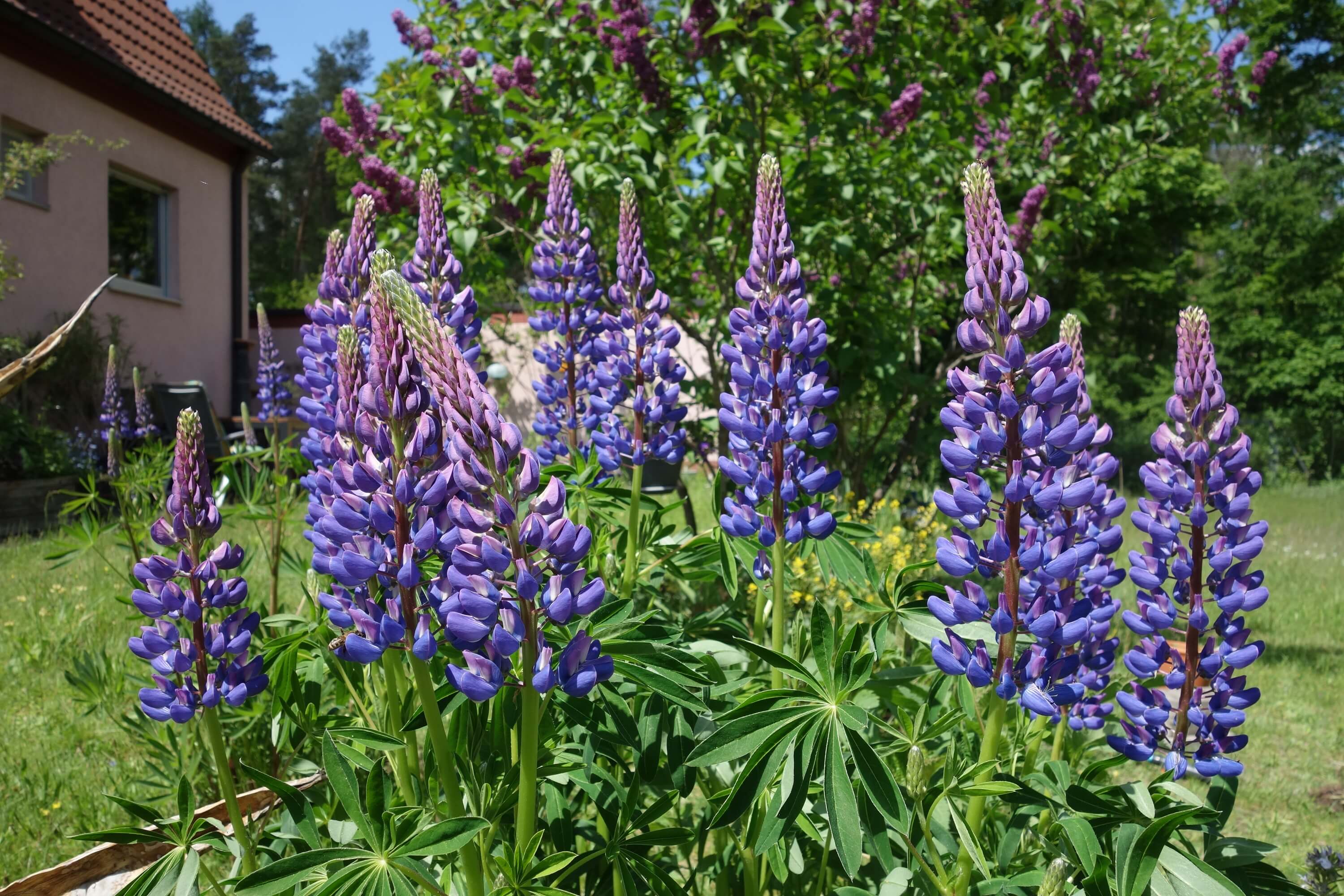 Lupine