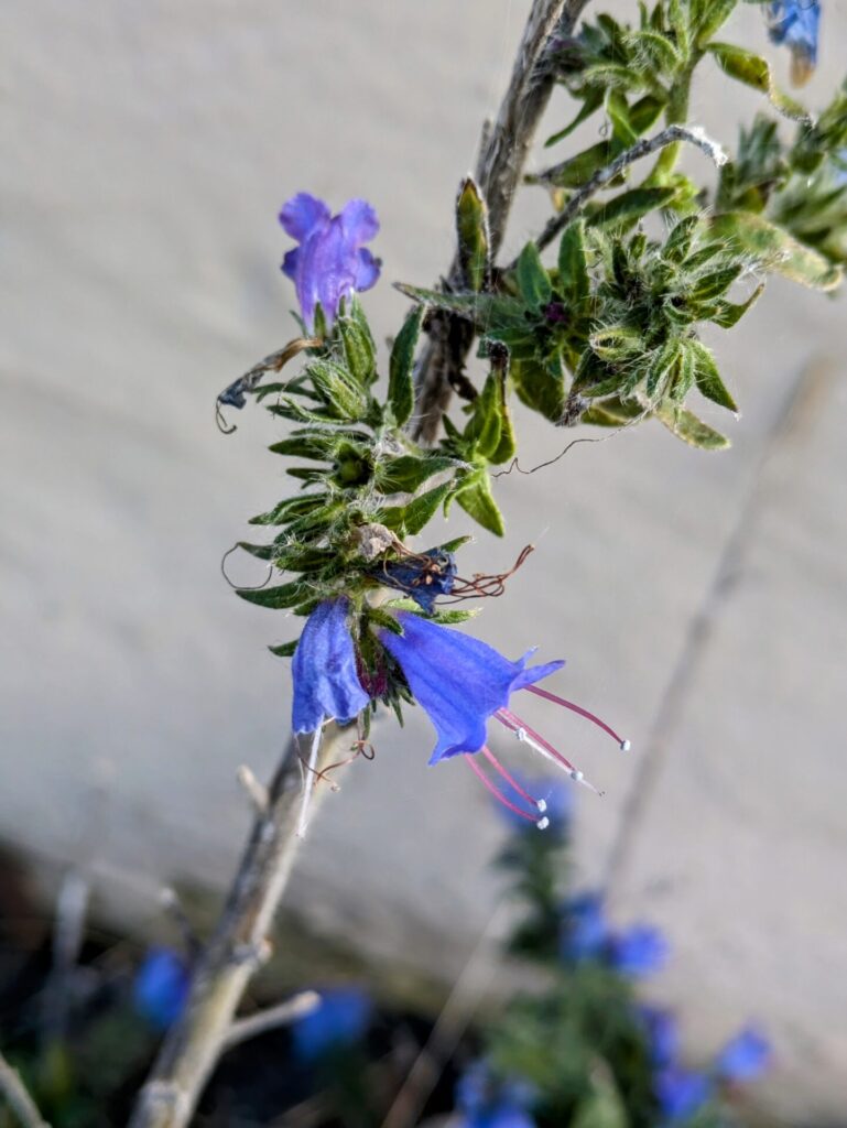 Natternkopf (Foto: Birgitta Meier) Natternkopf