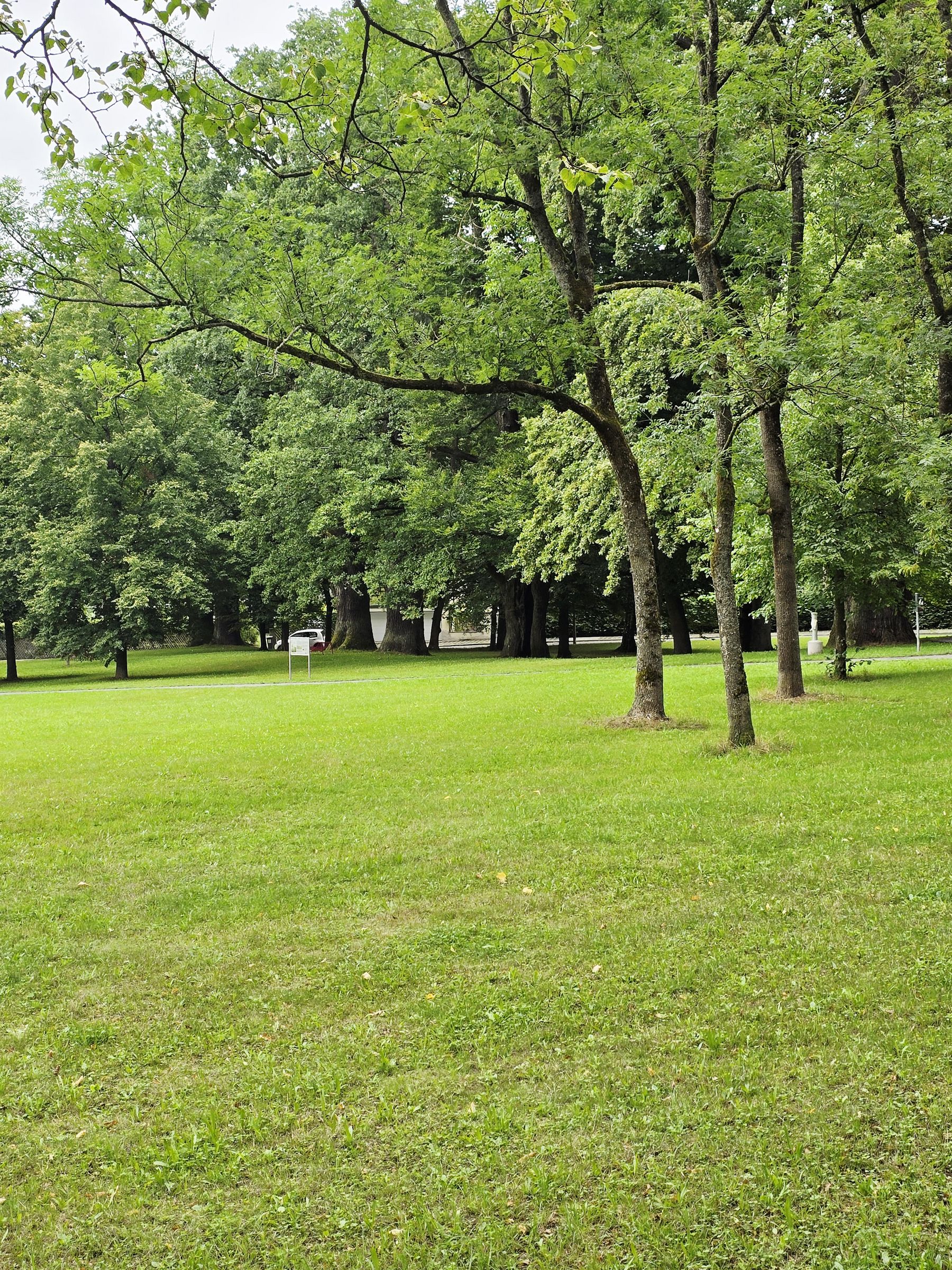 Wiese im Platnersbergpark