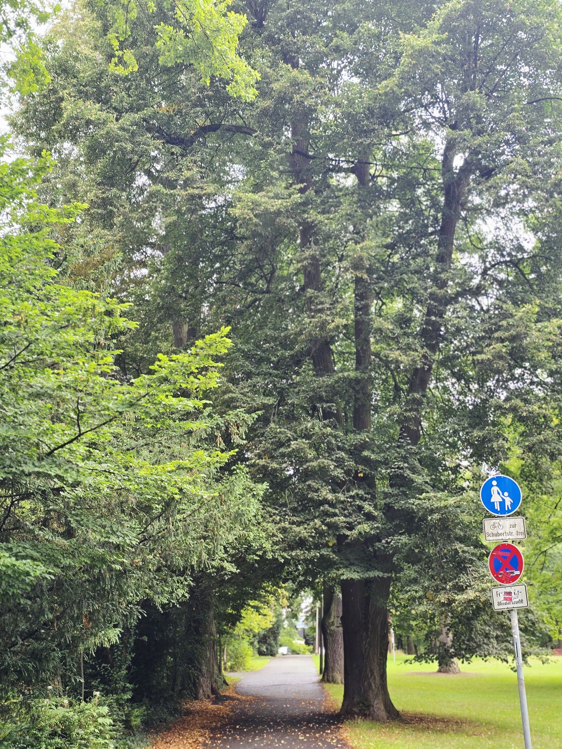 Blick in den schönen Platnersbergpark