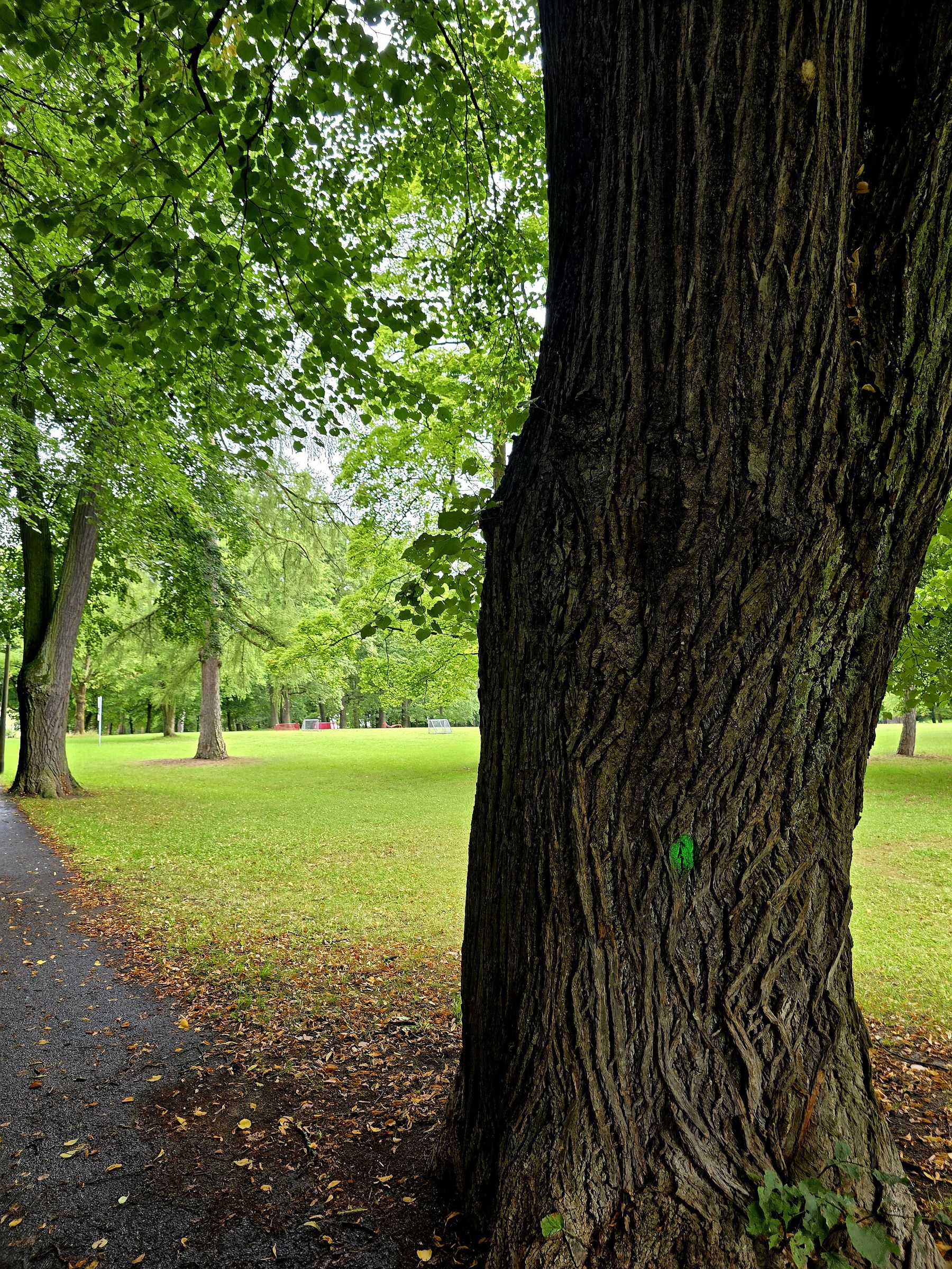 Blick in den schönen Platnersbergpark