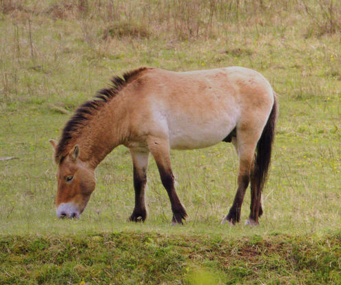 Przewalski-Pferd Przewalski-Pferd