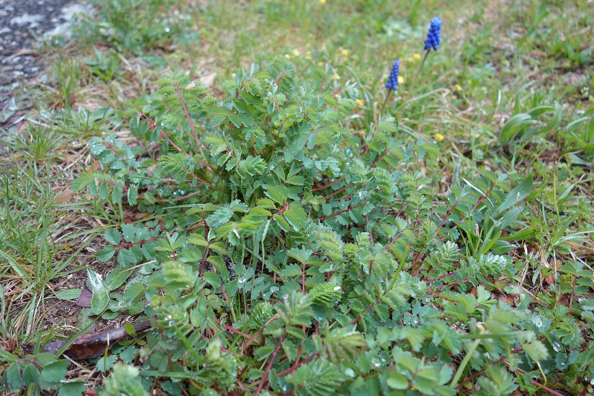 Wiesenknopf Wiesenknopf