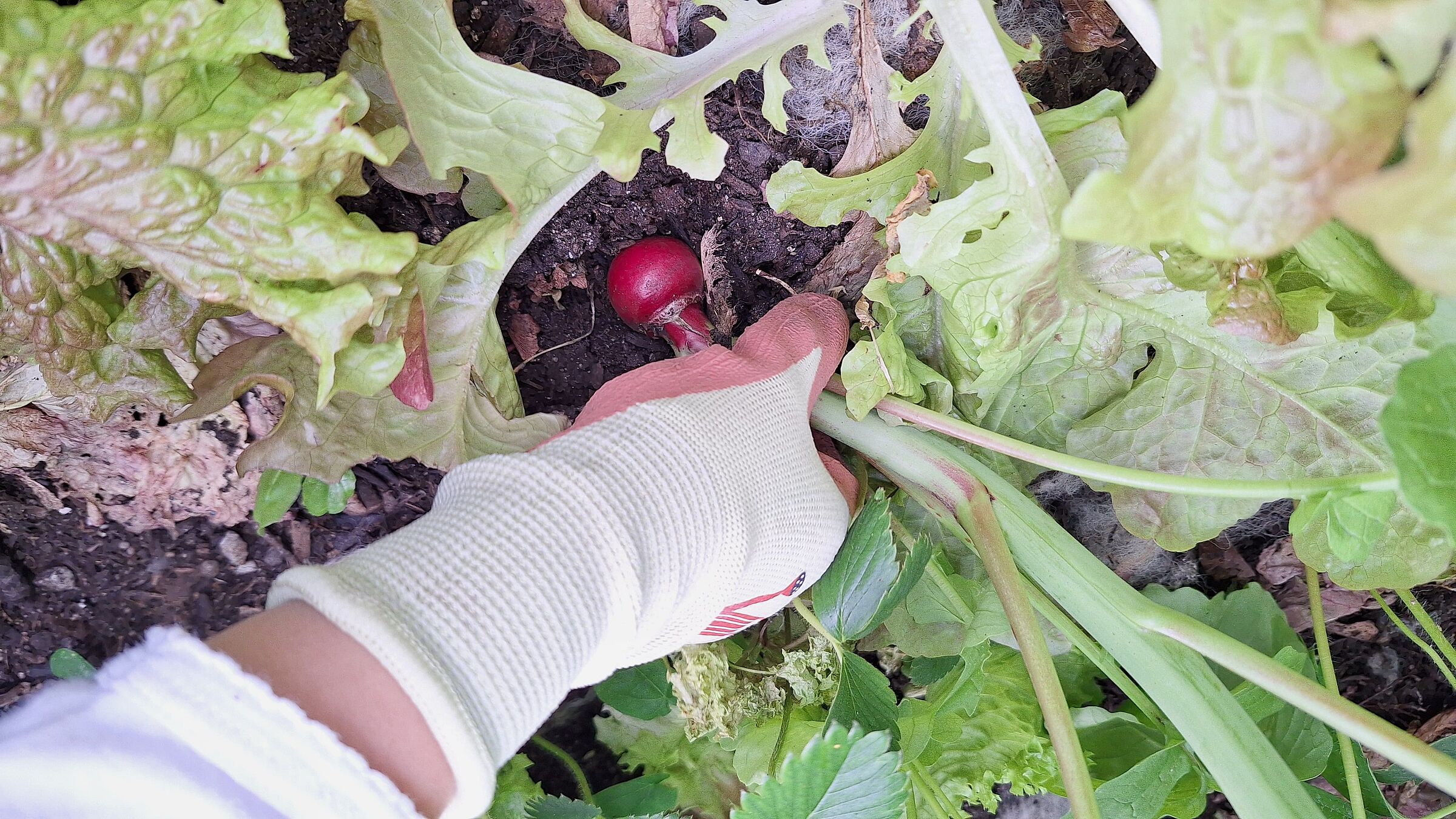 Radieschenernte (Foto: Stefan Bendkowski) Radieschenernte