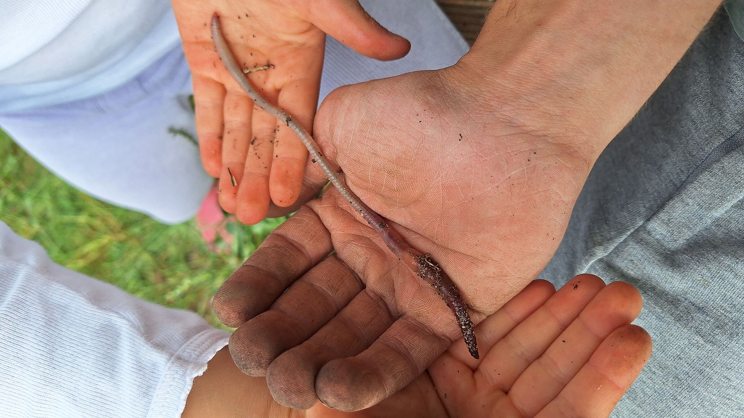 Riesenregenwurm (Foto: Stefan Bendkowski) Riesenregenwurm
