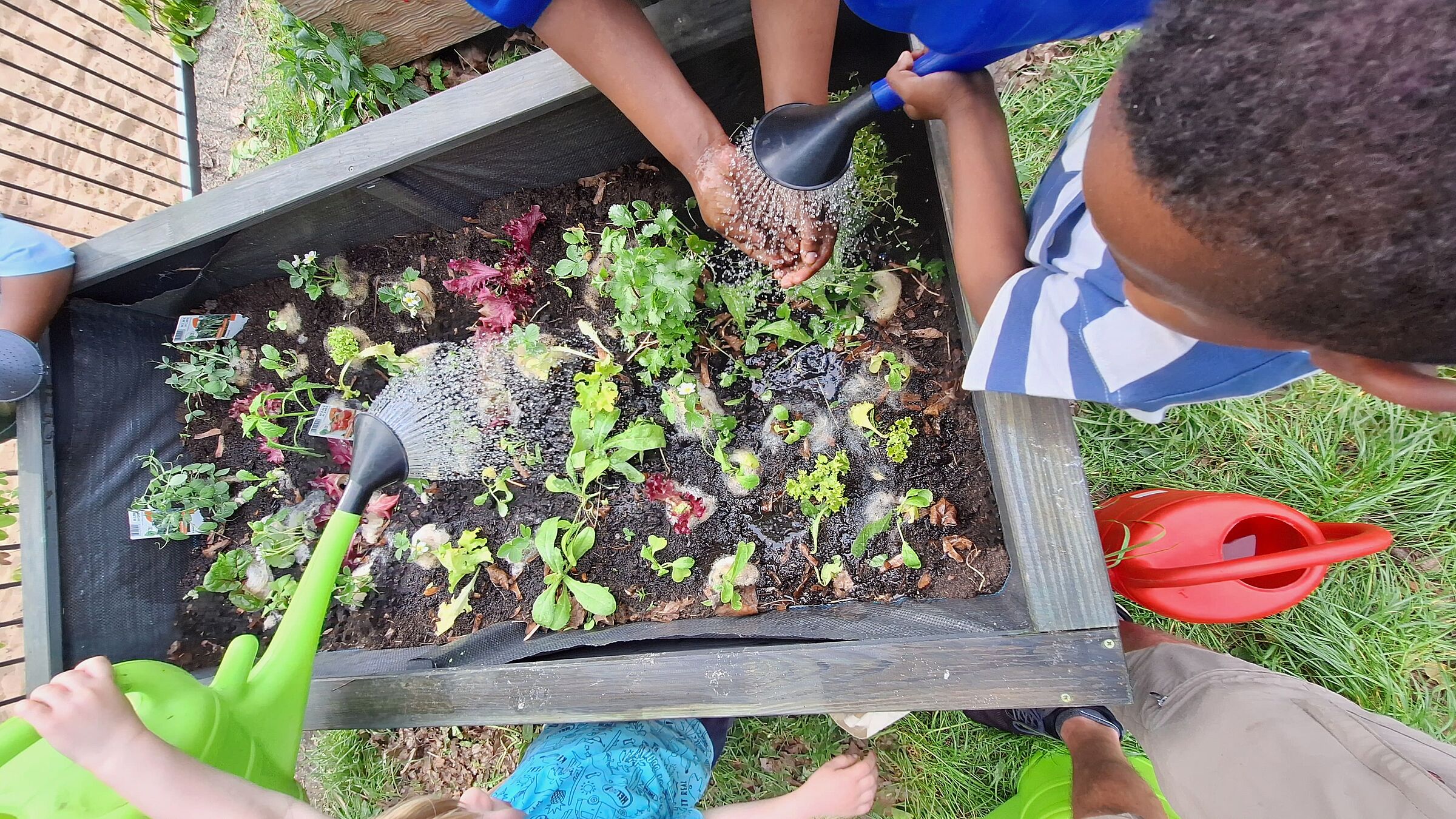 Angießen junger Pflänzchen (Foto: Stefan Bendkowski) Angießen junger Pflänzchen
