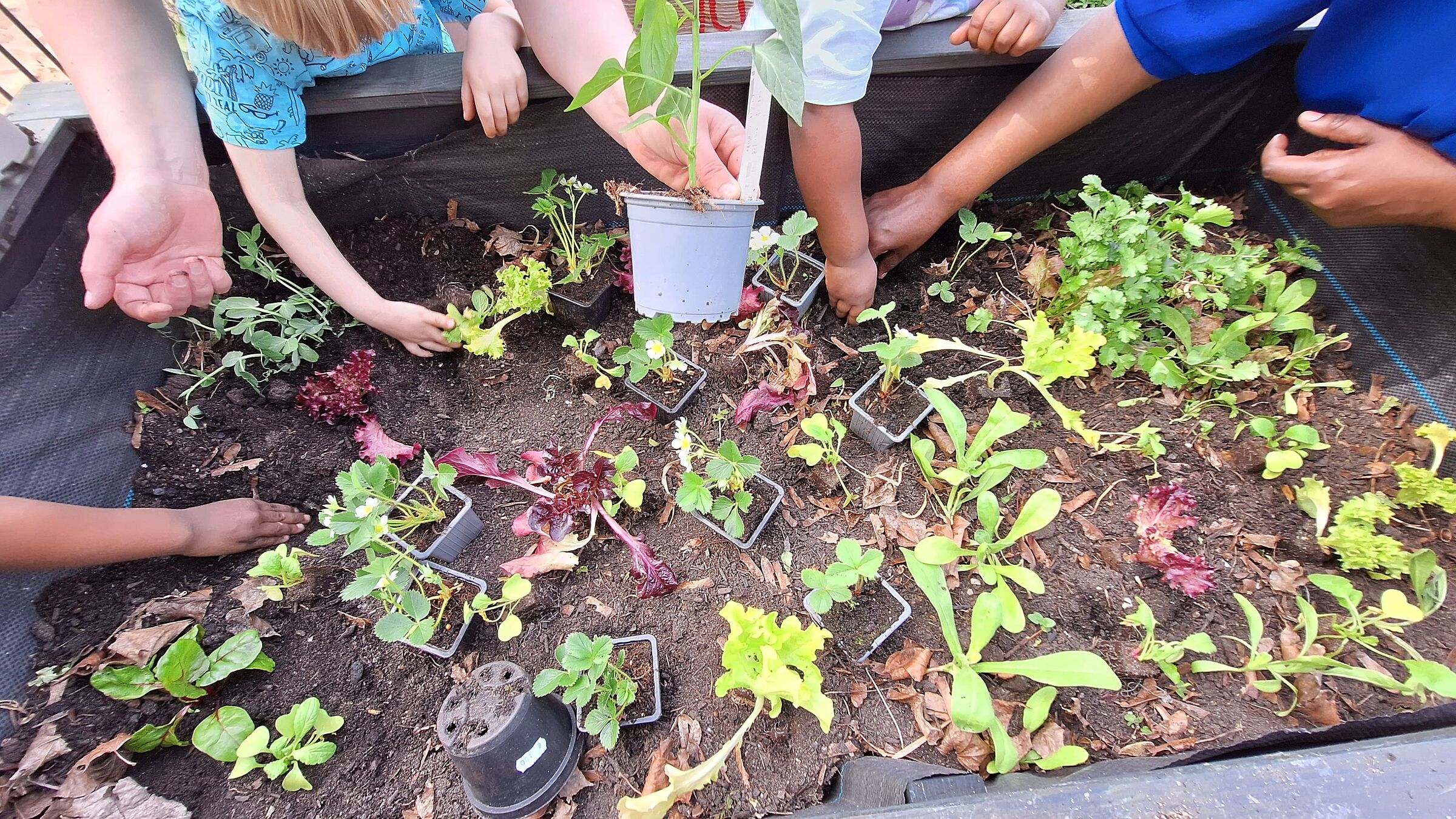 Salatpflänzchen setzen (Foto: Stefan Bendkowski) Salatpflänzchen setzen