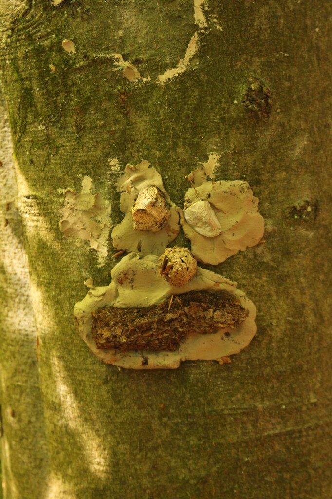 Waldentdecker Waldentdecker