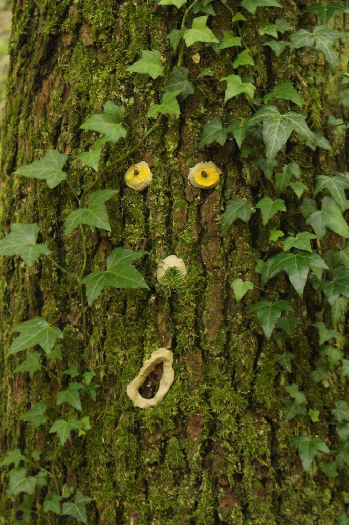 Waldentdecker Waldentdecker