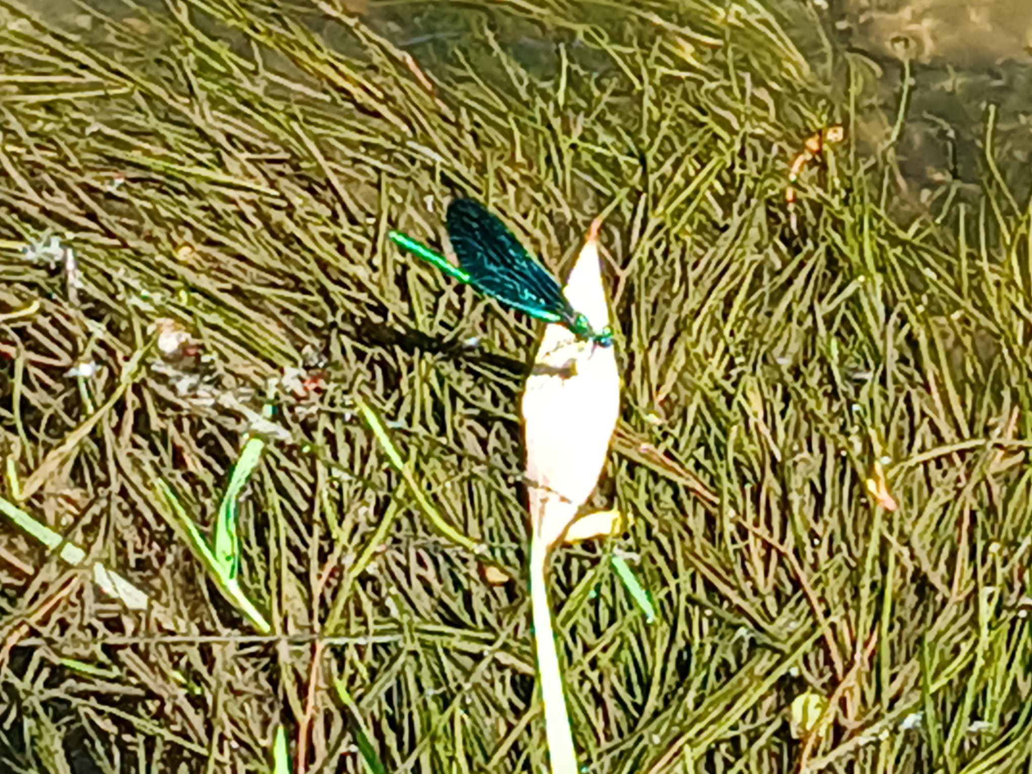 Prachtlibelle (Foto: Sabine Scherer) Prachtlibelle