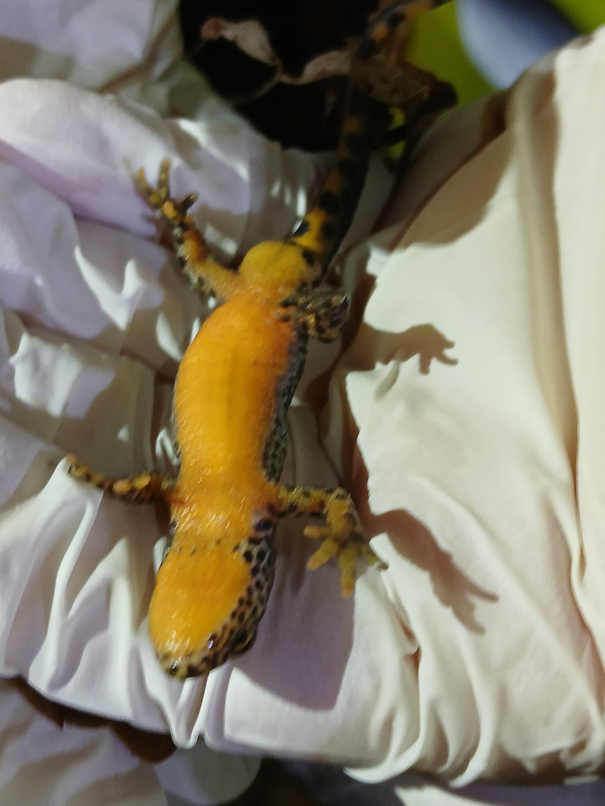 Bergmolch-Männchen (Bauchseite)