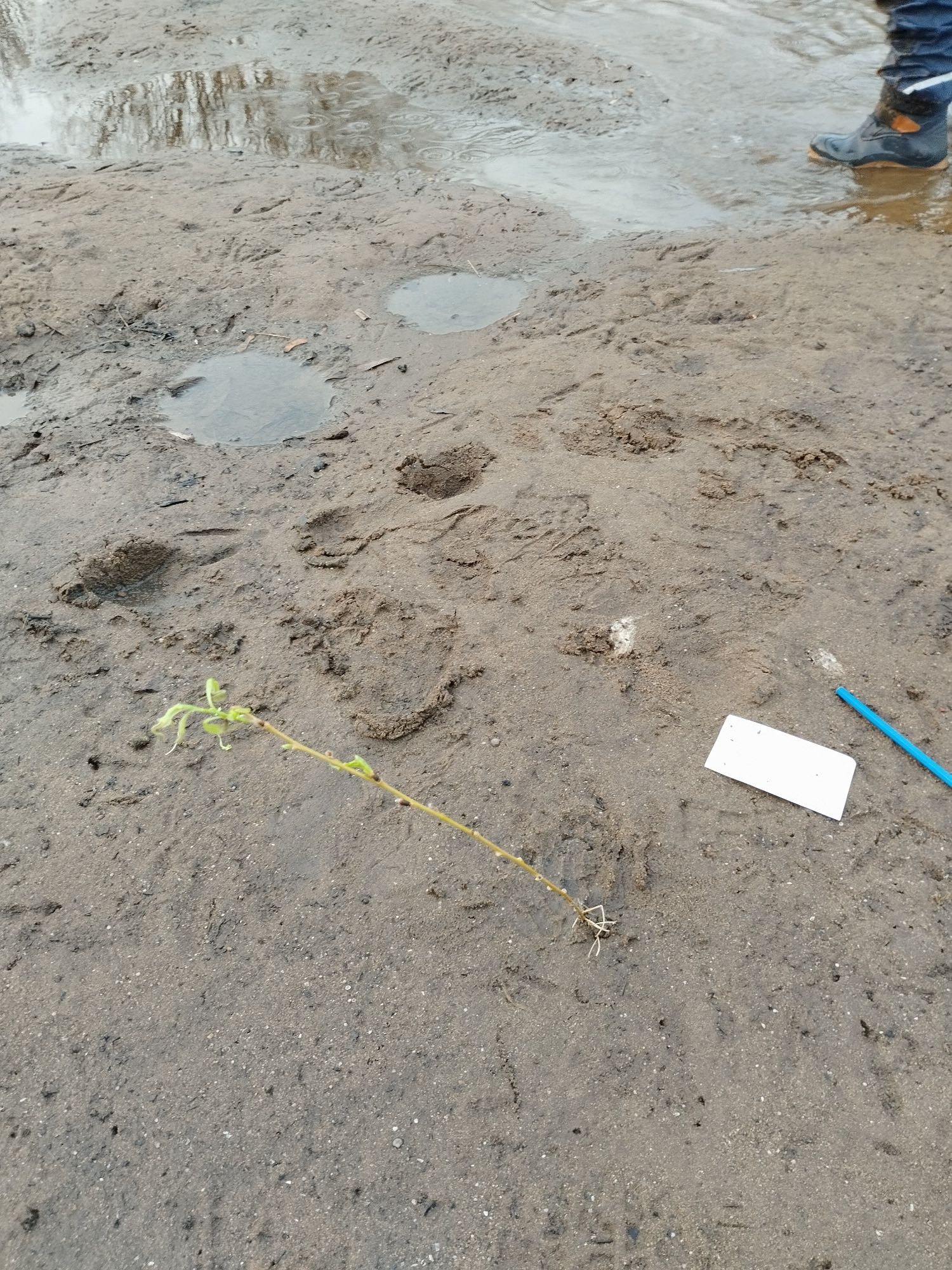 Weidensteckling Weidensteckling