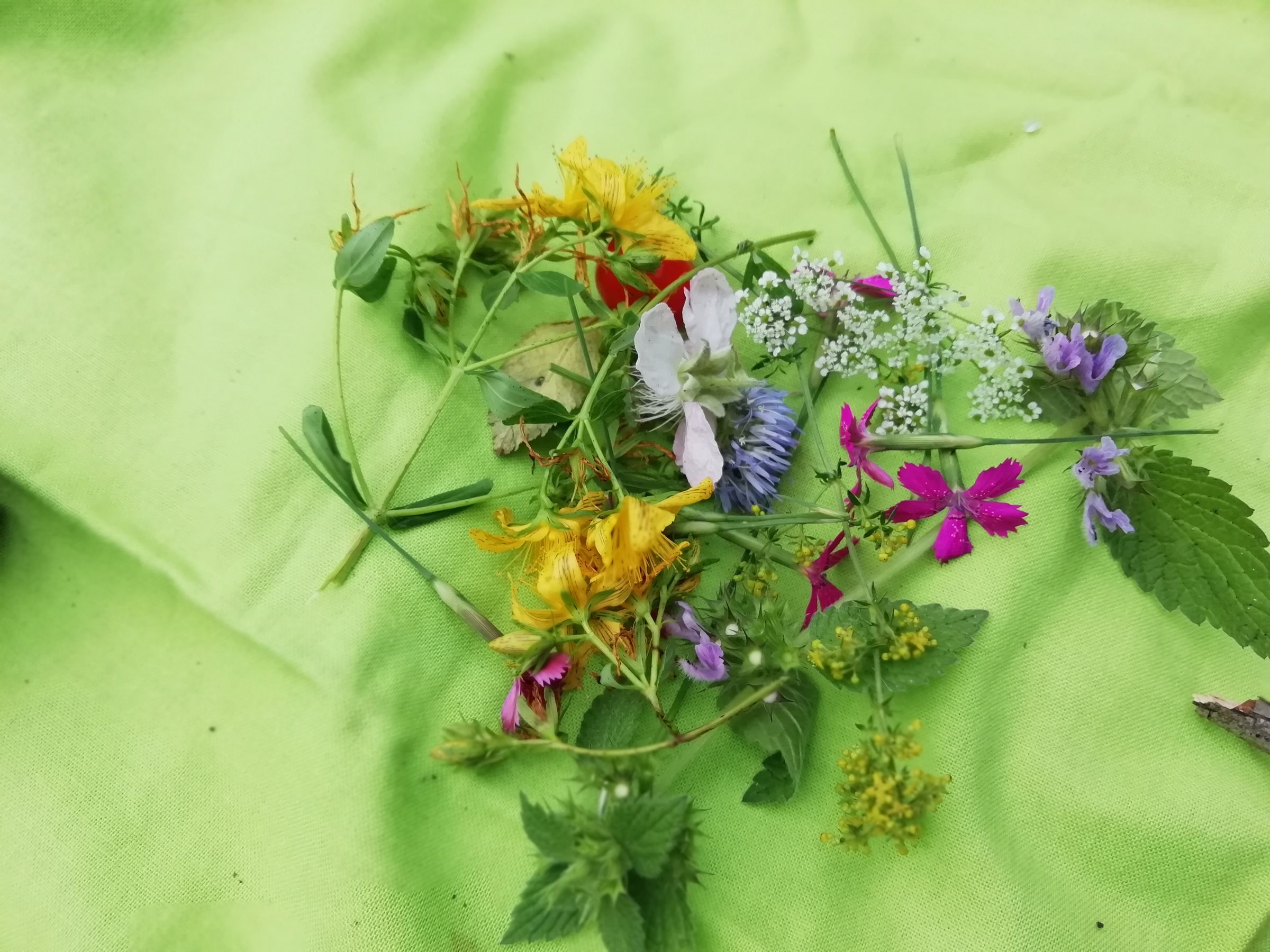 Kindergruppe Pegnitzluchse