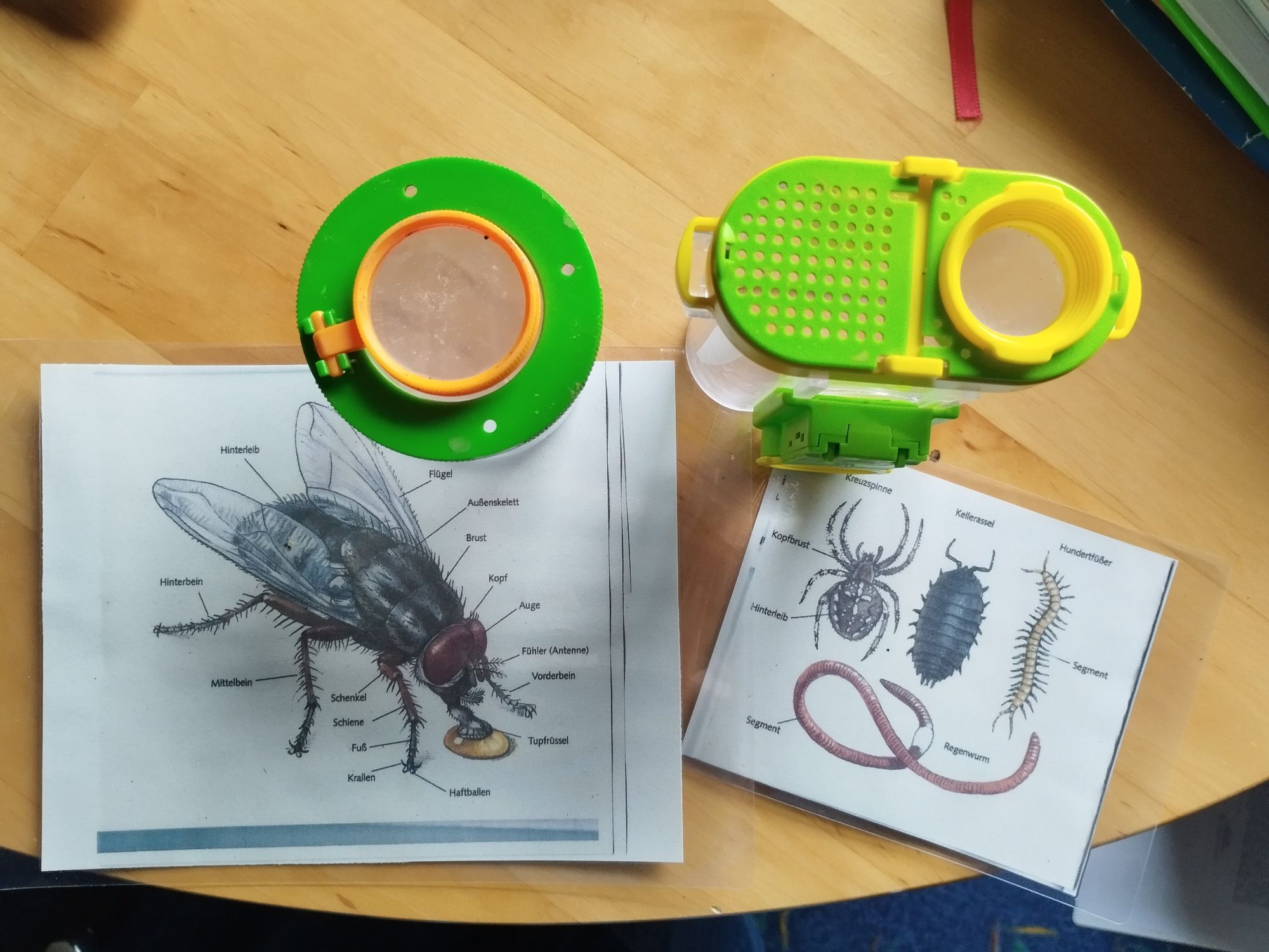 Becherlupen und Bestimmungshilfen