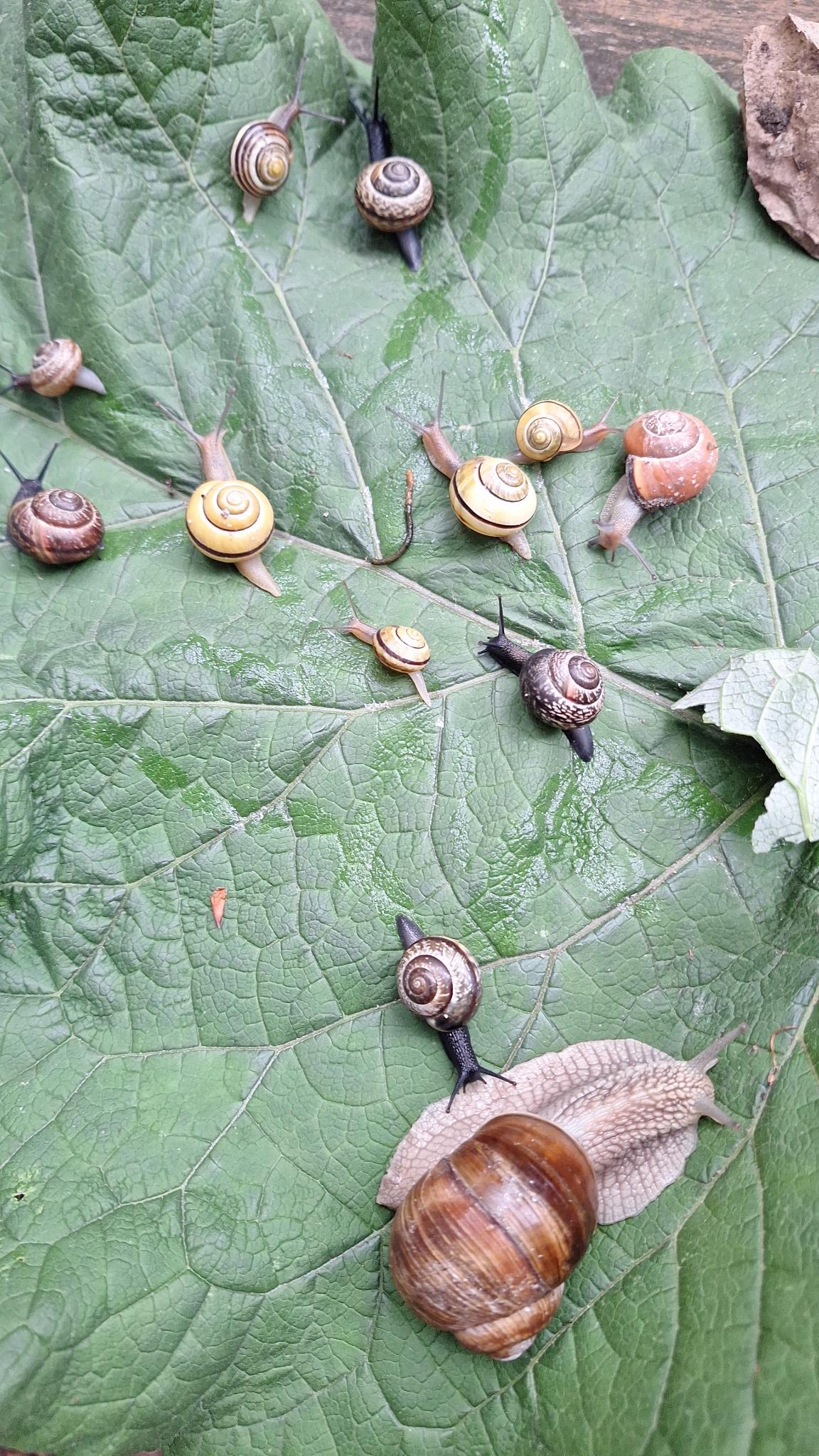 Schneckengarten