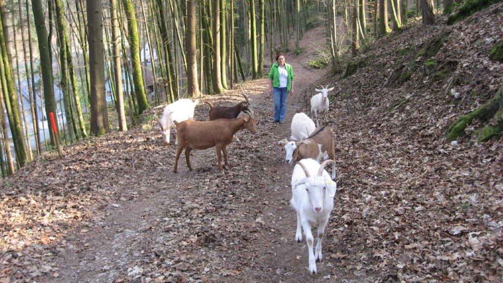 Ziegenwanderung