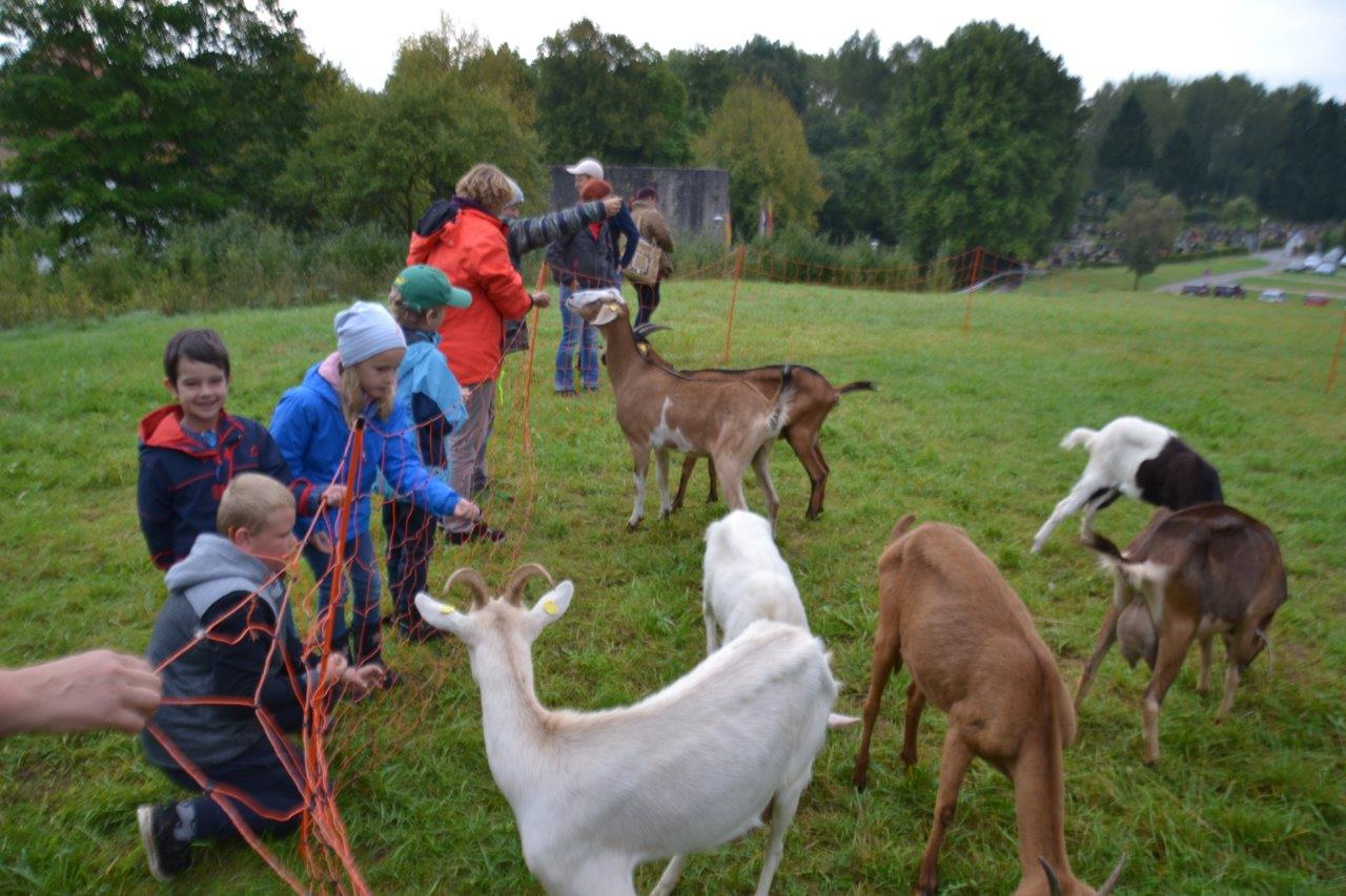 Ziegenwanderung