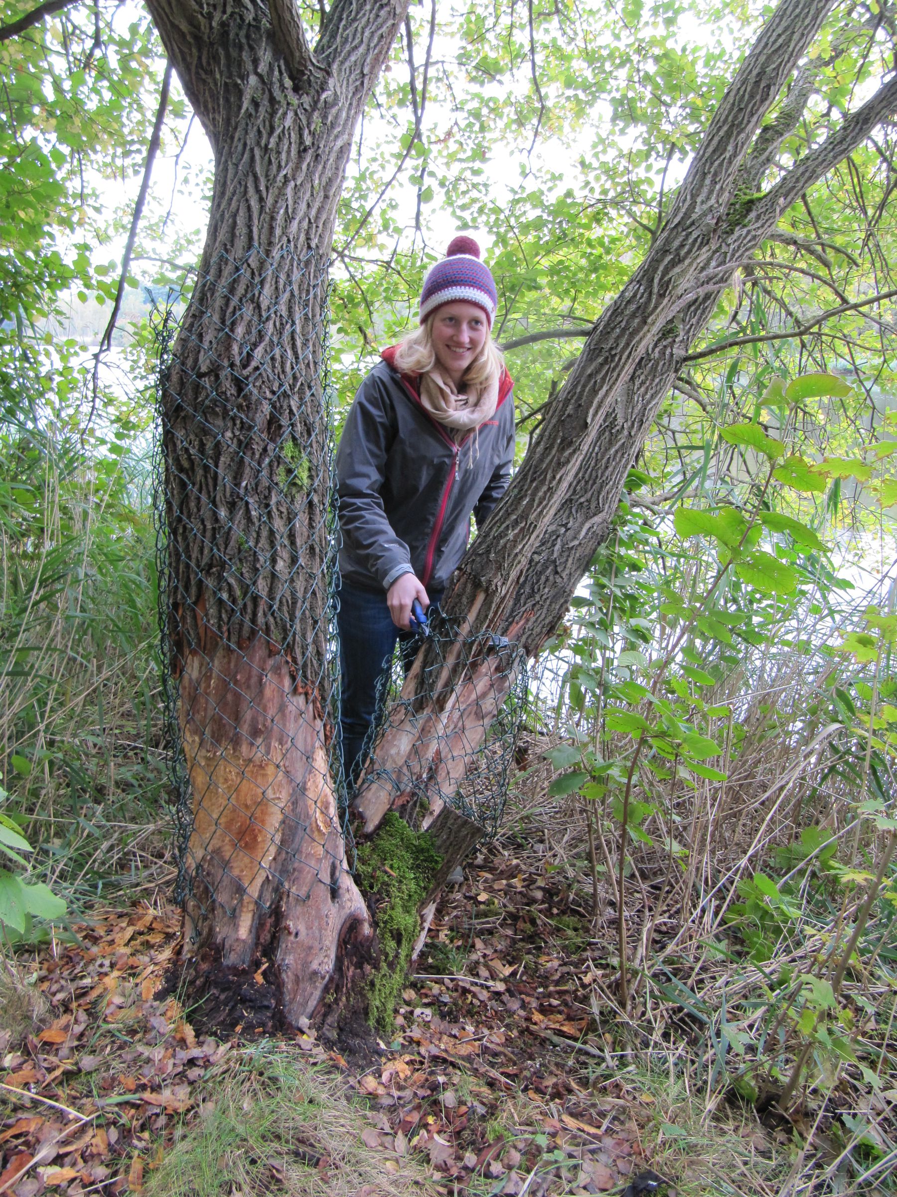 Schutz eines Baums vor dem Biber