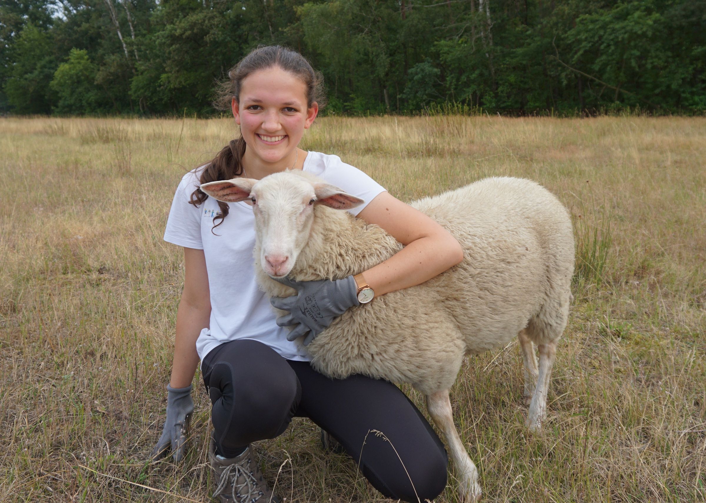 Greiskräuter und Schafe in Kornburg