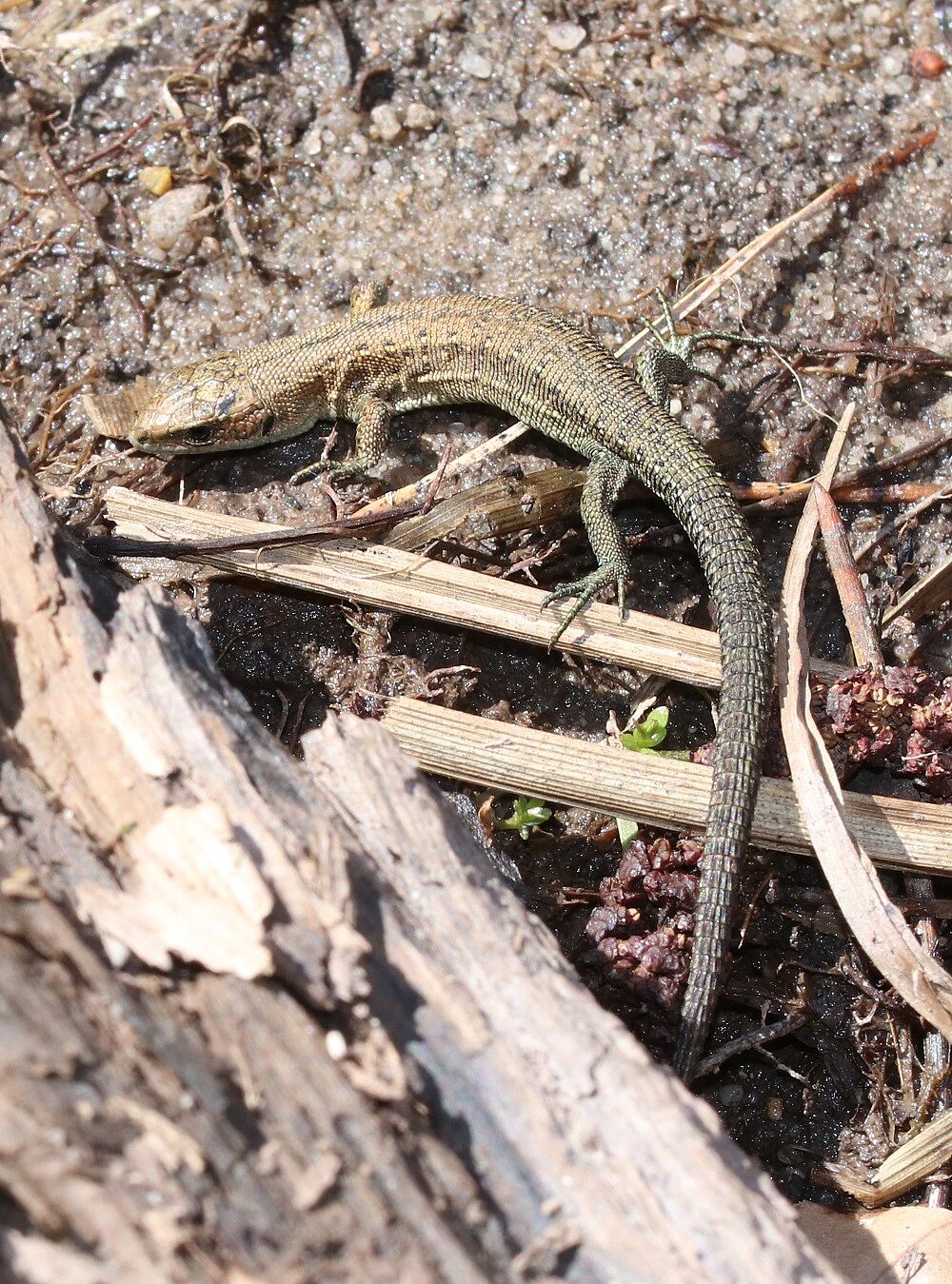 Waldeidechse (Jungtier)