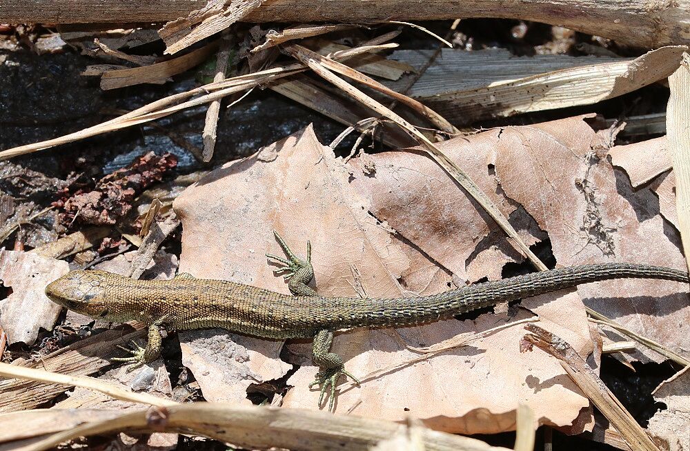 Waldeidechse (Jungtier)