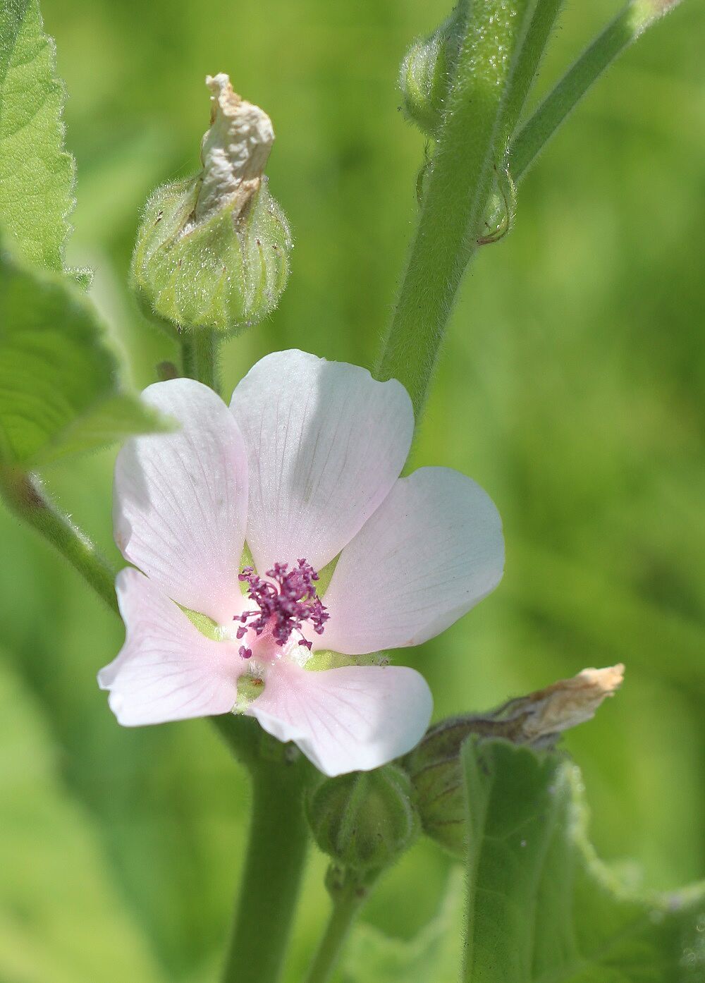 Echter Eibisch (Althaea officinalis)