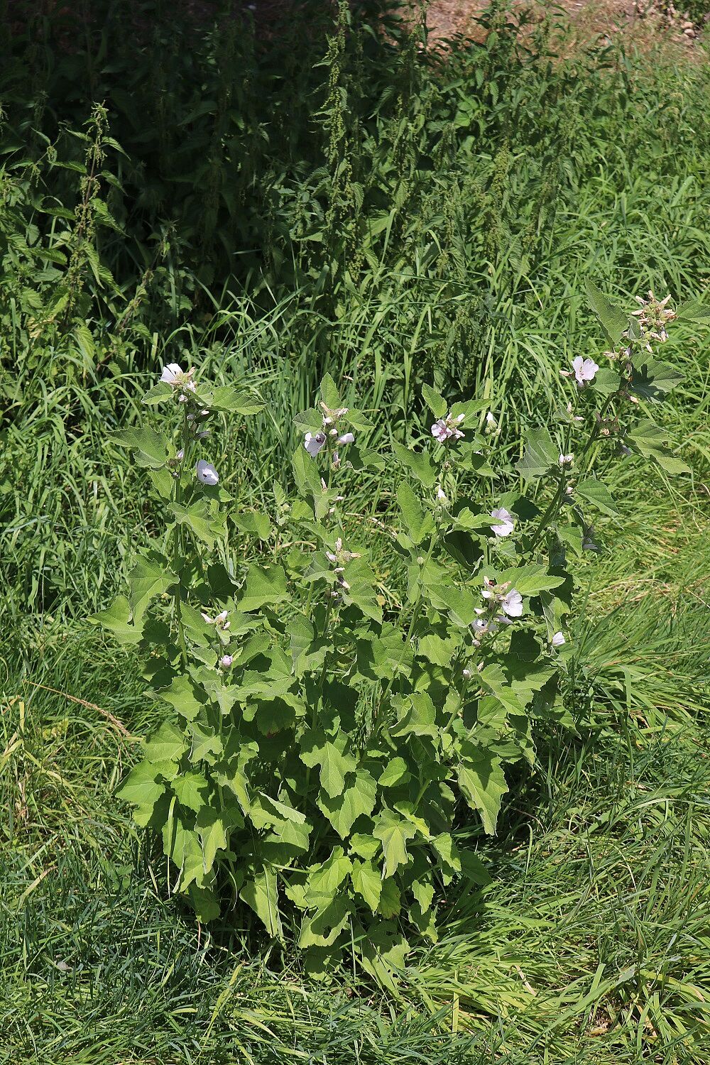 Echter Eibisch (Althaea officinalis)