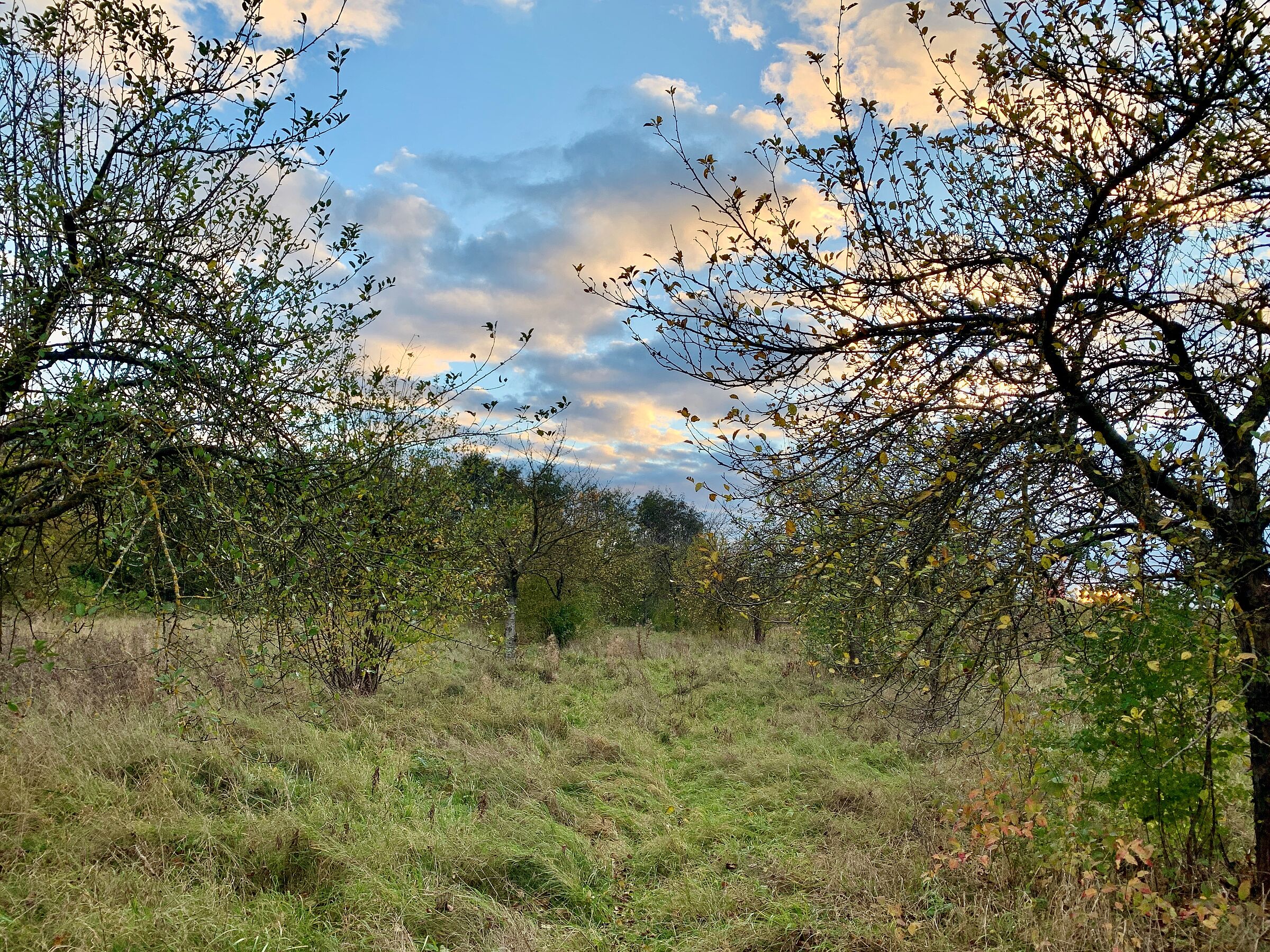 Biotopfläche Fürth-Sack