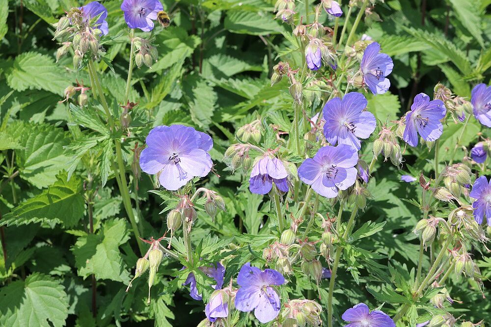 Wiesen-Storchschnabel (Geranium pratense)